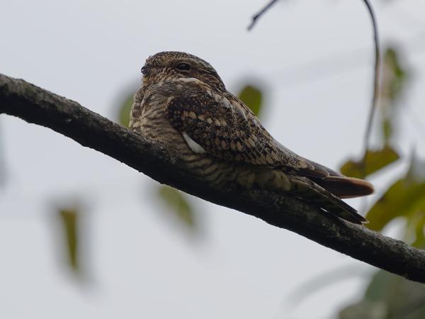 <h3><a href="/trips/costa-rica/biota/animalia/chordata/aves/032 caprimulgiformes/004 caprimulgidae/chordeiles acutipennis/chordeiles acutipennis-nl.html">Chordeiles&nbsp;acutipennis</a> / Lesser&nbsp;nighthawk / Texasnachtzwaluw</h3>OM-1 Mark II met OLYMPUS M.150-400mm F4.5, 1/640 sec  bij F4.5, ISO 1000, afstand 8.30&nbsp;m